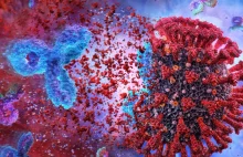 Wirus SARS-CoV-2 uszkadza czerwone krwinki i może hamować powstawanie...