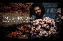 Ciekawy film o uprawie grzybów spożywczych i medycznych [ENG]