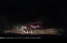 Nocny atak żyrafy na samochody
