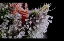 Trichomy marihuany pod mikroskopem