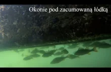 Dziesiątki okoni pod zacumowaną łodzią