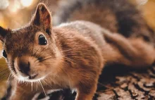 Spędziłem dwa lata fotografując wiewiórki w Finlandii