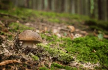 Ostrzeżenie dla grzybiarzy! Grzyby mogą zawierać metale ciężkie