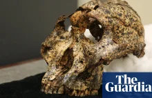 Znaleziono liczącą 2 mln lat czaszkę Austaralopiteka Masywnego