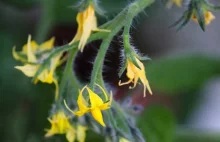 Pomidor sadzenie, hartowanie rozsady i rozstawa, hormonizacja kwiatów