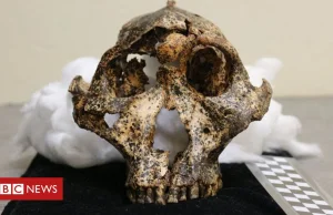 W południowej Afryce znaleziono czaszkę wymarłego hominida.