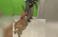 Pitbull Terrier Krakowski atakuje skejta z maczety