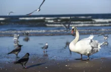 Pokazali, co znajdują w żołądkach łabędzi. Zdjęcia są prerażające :(