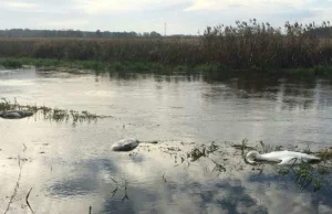 Zabili łabędzią rodzinę. Ptaki miały rany postrzałowe