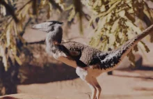 Polka "nagrała" taniec godowy Velociraptora.