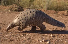 Badania naukowe wspierające pochodzenie COVID19 od Pangolin podważane. Ups.