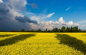 Ukraina: zniknęła państwowa ziemia wielkości Słowacji. "Skryta...