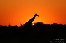Żyrafa, zwana w języku suahili twiga to jedno z najoryginalniejszych...