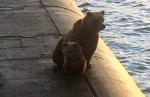 Niedźwiedzie weszły na rosyjską atomową łódź podwodną. Zestrzelono je [VIDEO]