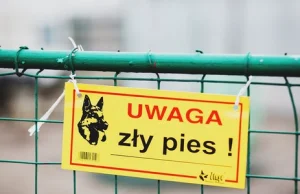 Pies pogryzł ośmiolatkę. Dziewczynka trafiła do szpitala