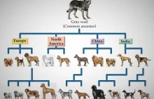 Ewolucja psów
