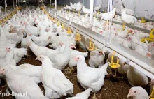 ONZ: Pandemie to efekt intensywnej hodowli zwierząt