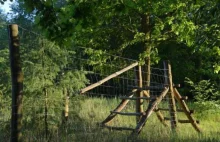 Naukowcy alarmują: wysokie ogrodzenia mogą być śmiertelną pułapką dla...