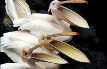 Wykopowe pelikany znowu łykają jak leci. Taco Hemingway nie przytulił socjalu