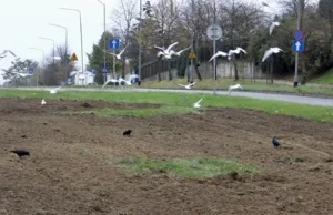 W Szczecinie niektóre trawniki zamienią się w łąki kwietne.