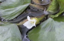 Kotewka orzech wodny – roślina wymierająca - Centrum Ochrony Mokradeł