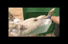 Biologiczne zdejmowanie wełny z owiec.