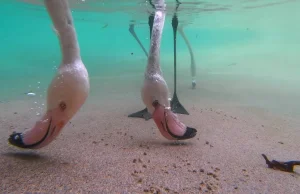 Flamingi jedzą w bardzo dziwny sposób. Pokazał to ten film