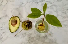 Jak zasadzić awokado z pestki? Prosty poradnik · Jak naturalnie