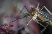 Holandia: Niebezpieczne insekty obecne już w dwunastu gminach »