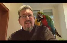 Jedna czy dwie papugi? Papuzi vlog #7.
