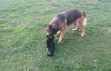 Typ nagrywa jak jego pies znęca się nad kotem
