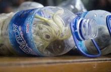Koszmarny proceder. Papugi w plastikowych butelkach