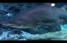 Sharks from SEA LIFE Bangkok Ocean World