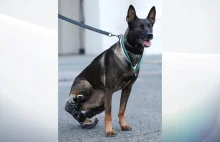 Wojskowy pies odznaczony medalem za misje w Afganistanie „Uratował życie...
