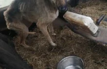 Psie piekło. 14 psów uratowanych przed śmiercią głodową