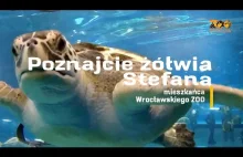 Historia żółwia Stefana.