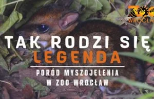 Wyjątkowe narodziny myszojelenia w ZOO Wrocław