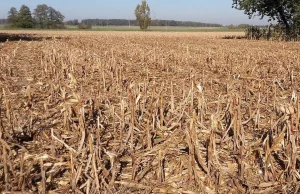 Złodzieje pod osłoną mroku ukradli kukurydze prosto z pola.Z 11 hektarów