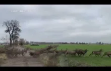 Okolice Poznania: Ogromne stado jeleni (około 100 sztuk) przebiega przez drogę.