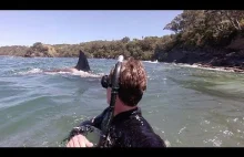 Pływanie z orką w Nowej Zelandii