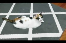 Kotki gonią kropkę w slow motion