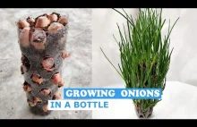 You Have Never Grown Green Onions This Way in Winter