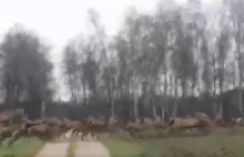 Chmara jeleni przebiegła przez drogę. WIDEO