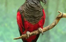 Sępica - najbardziej mroczna papuga na świecie