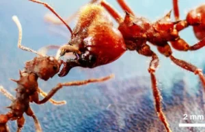 Gatunek mrówki, który wyewoluował kamienny pancerz