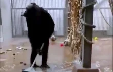 Szympans w zoo w Tallinie przeszedł na samoobsługę