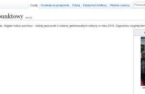 Gekon zeropunktowy zagrożony wyginięciem