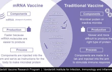 How mRNA vaccines from Pfizer and Moderna work, why they're a breakthrough...