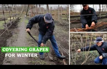 Pruning and Covering the Grapevine for the Winter. Practical advices.