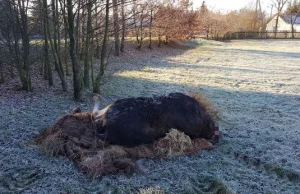 Lubelskie: Kłusownicy bestialsko zabili łosia i teraz sami są tropieni -...